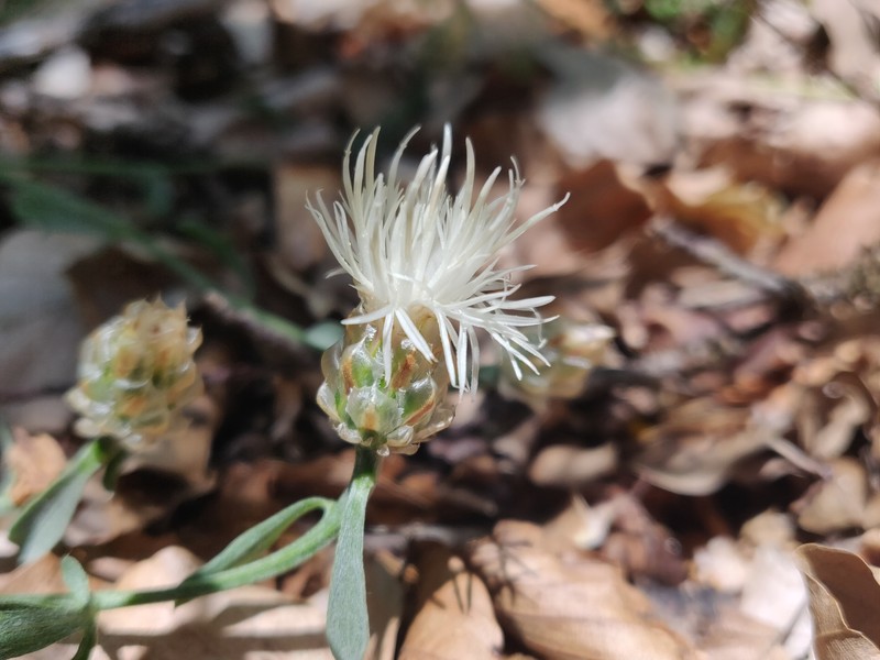 Centaurea poeltiana photo 7