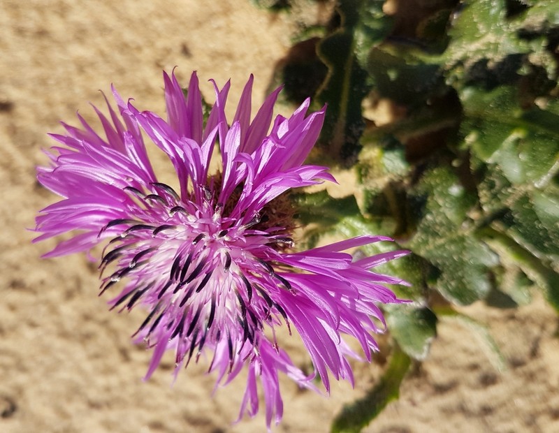 Centaurea polyacantha photo 2