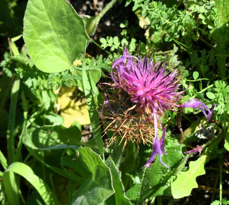 Centaurea polyacantha photo 3