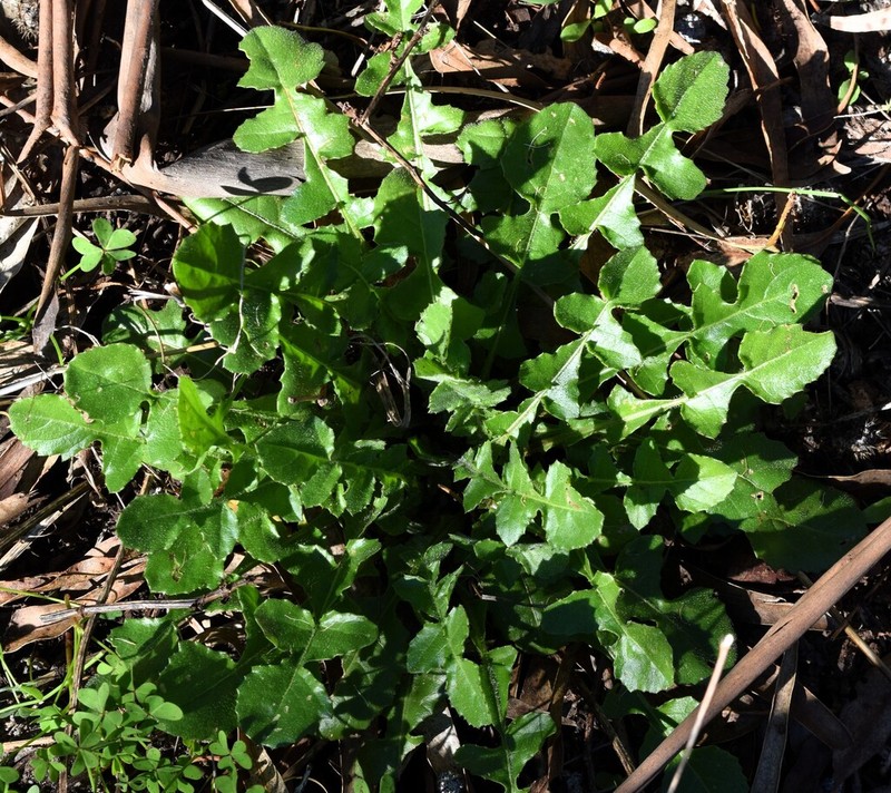 Centaurea polyacantha photo 4