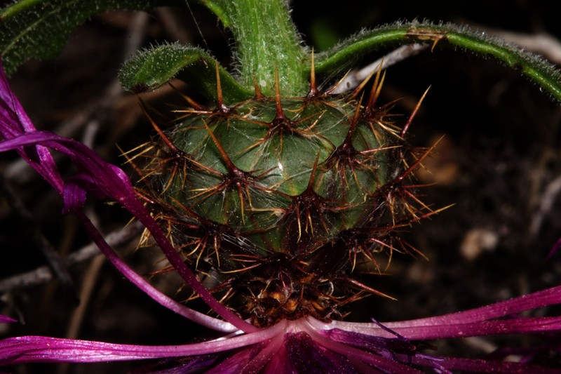Centaurea polyacantha photo 5