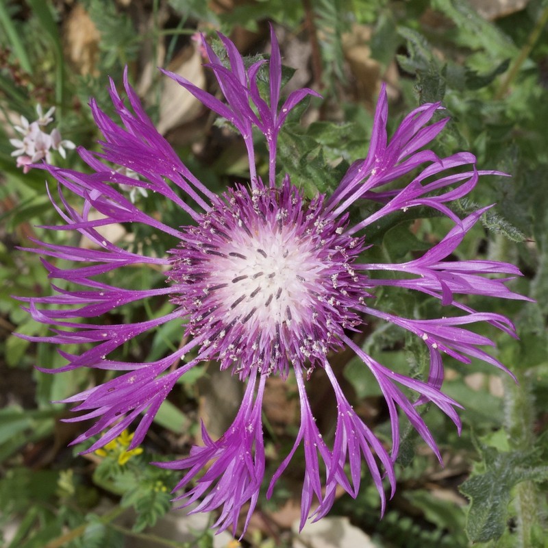 Centaurea polyacantha photo 6