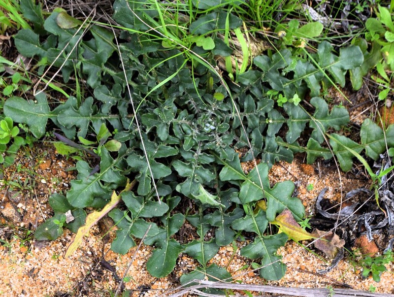 Centaurea polyacantha photo 7