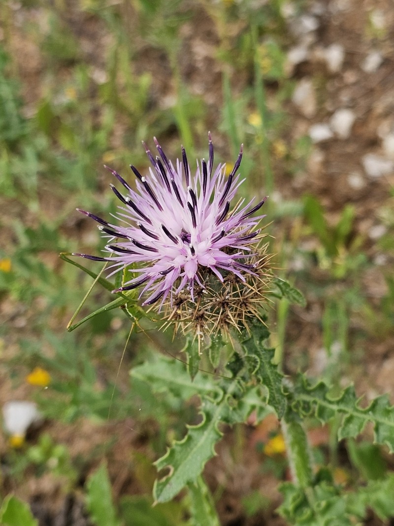 Centaurea polyacantha photo 8
