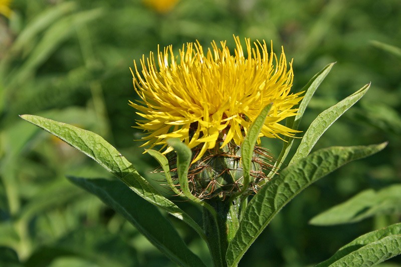 Centaurea polyphylla