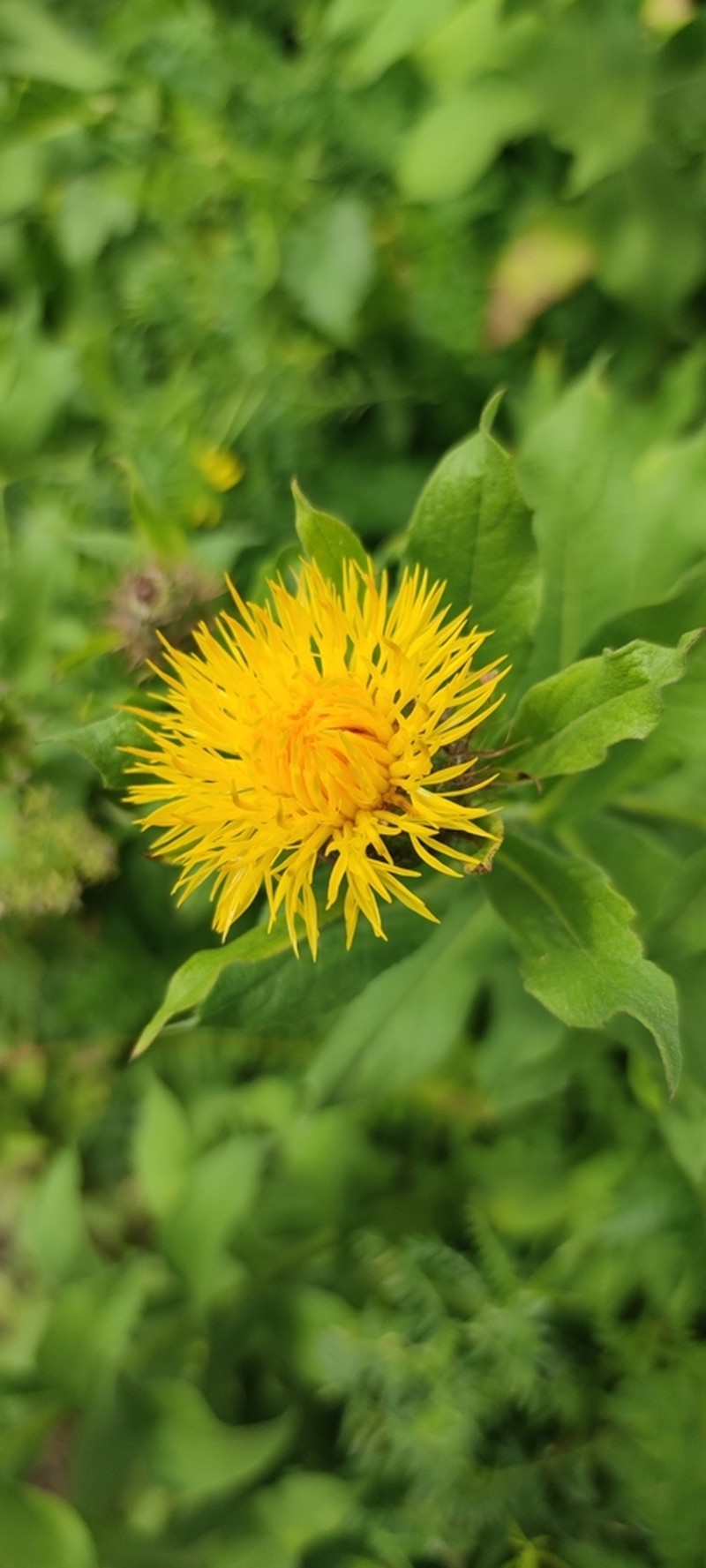 Centaurea polyphylla photo 2