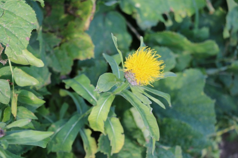 Centaurea polyphylla photo 3