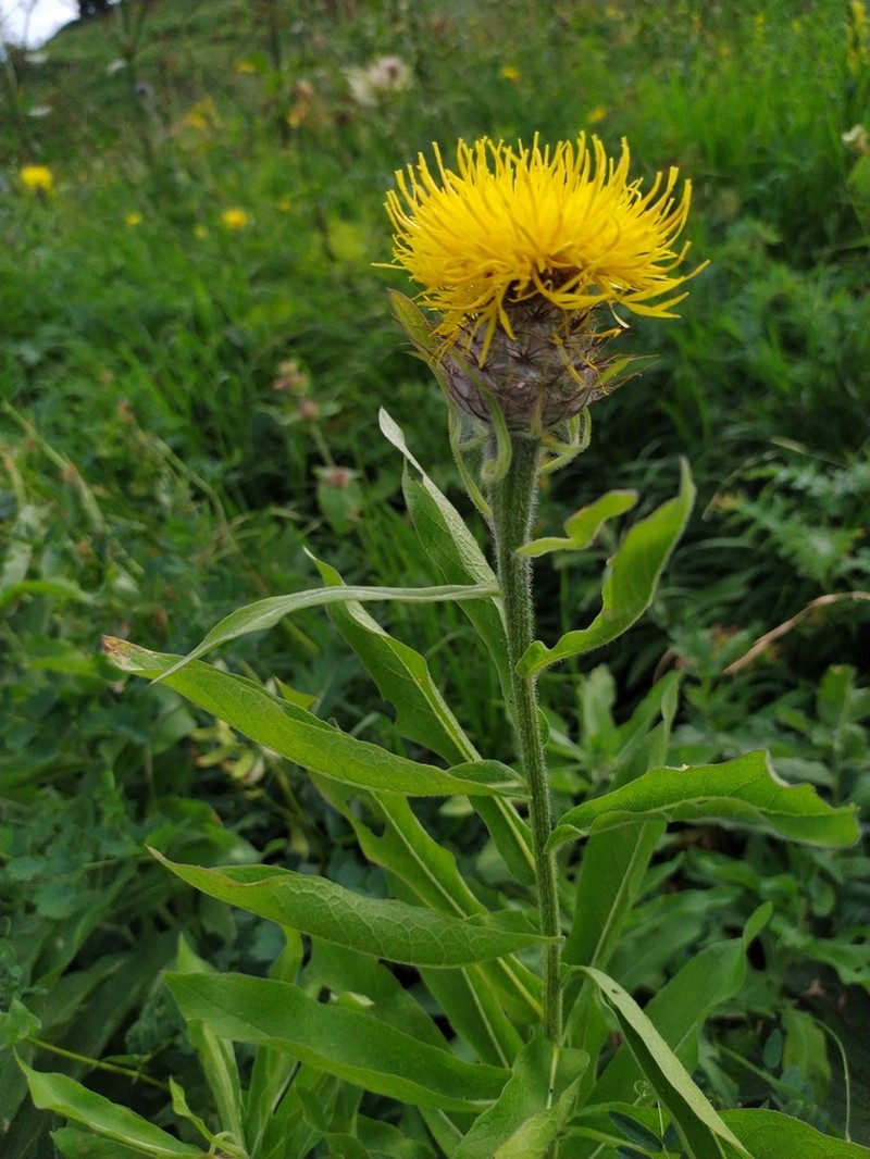 Centaurea polyphylla photo 4