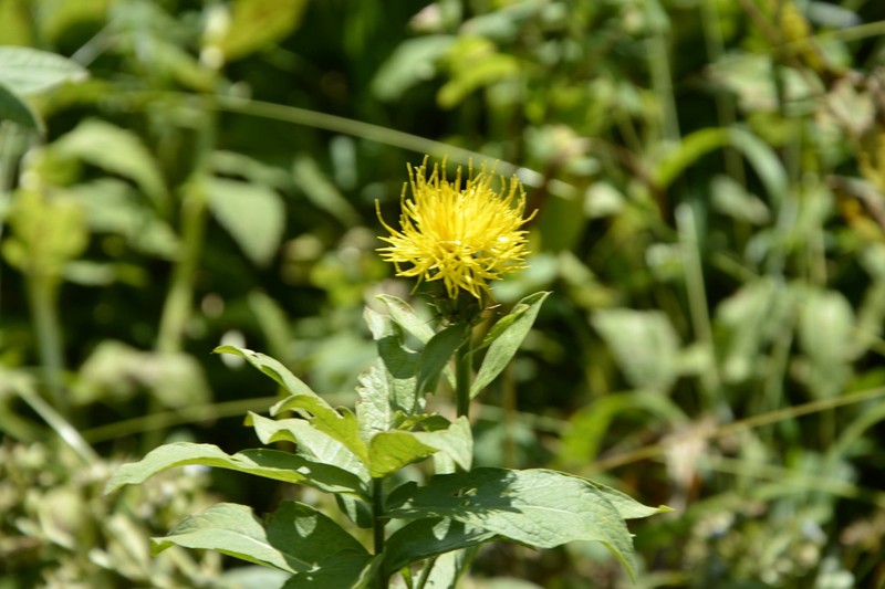 Centaurea polyphylla photo 5