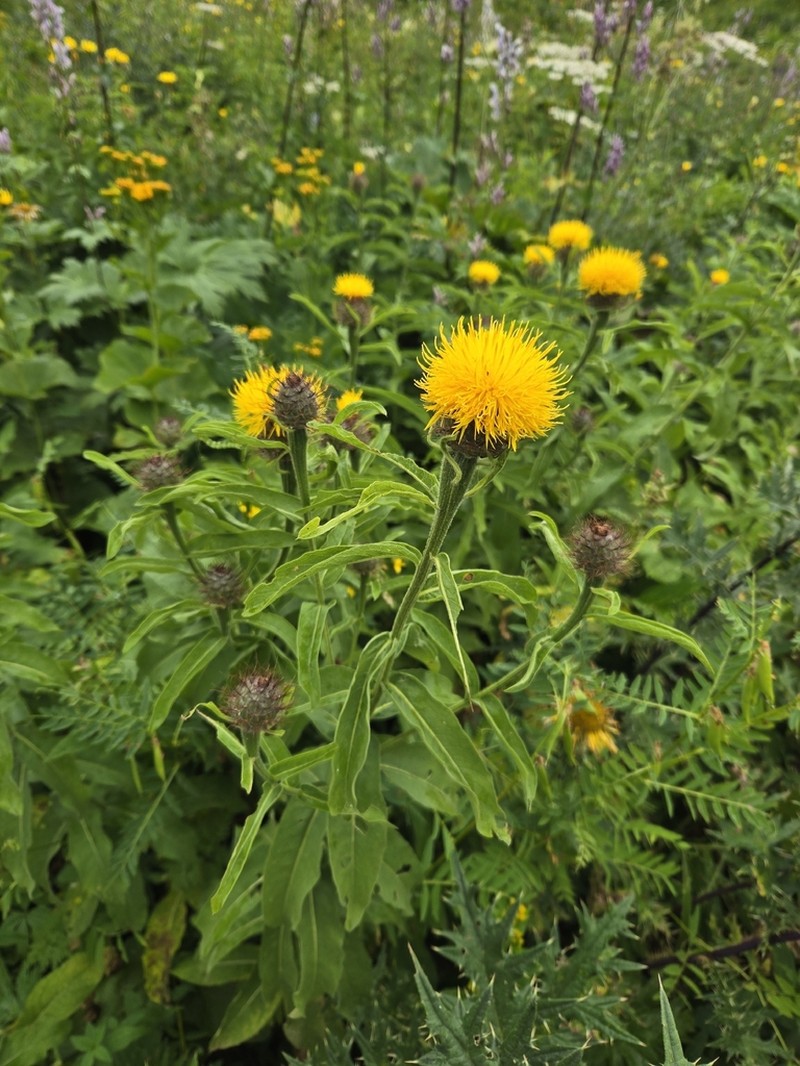 Centaurea polyphylla photo 6