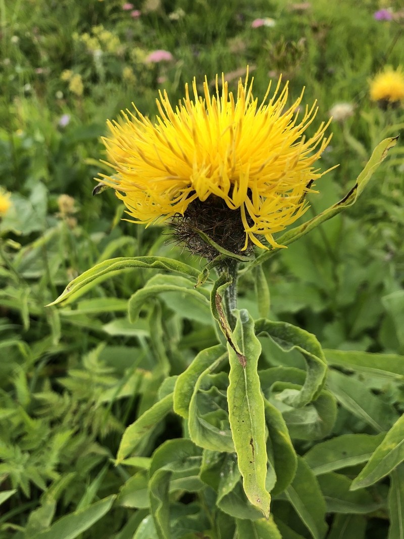 Centaurea polyphylla photo 7