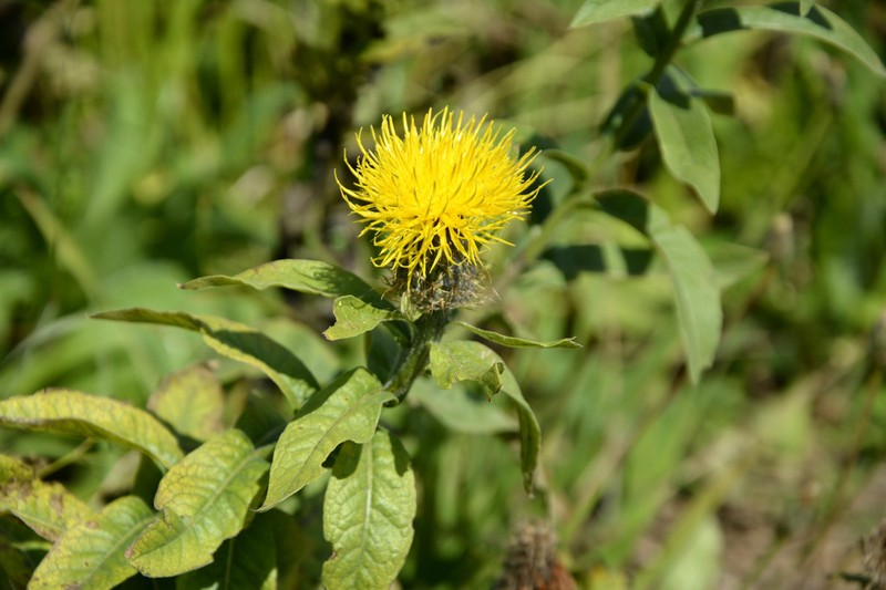 Centaurea polyphylla photo 8