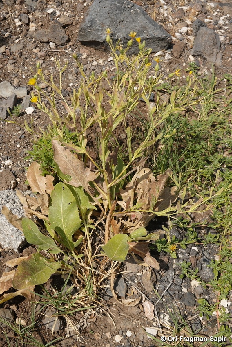 Centaurea polypodiifolia photo 2