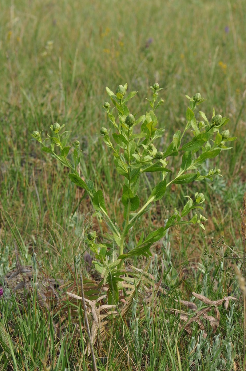 Centaurea polypodiifolia photo 3