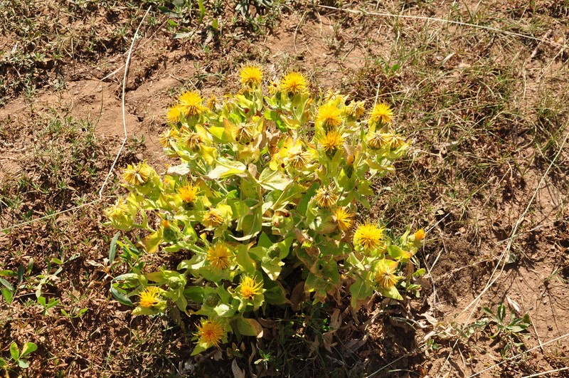 Centaurea polypodiifolia photo 4