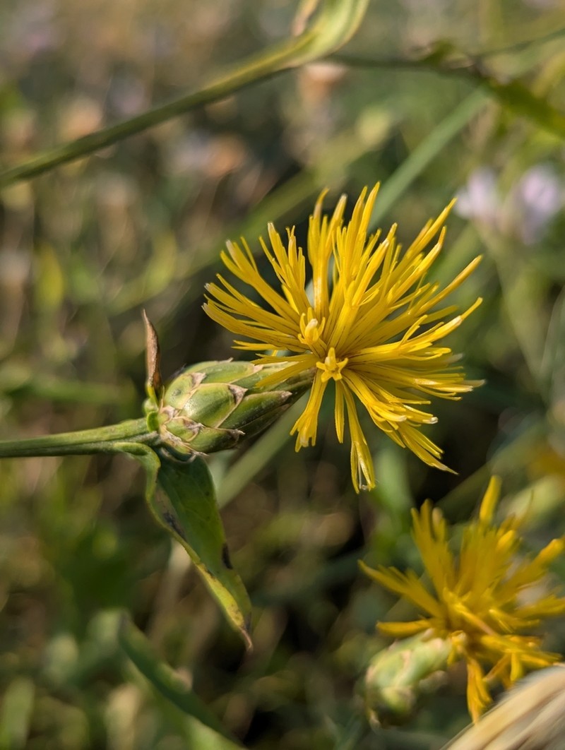 Centaurea polypodiifolia photo 5