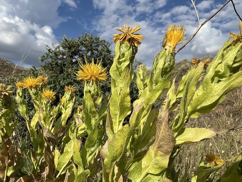 Centaurea polypodiifolia photo 6