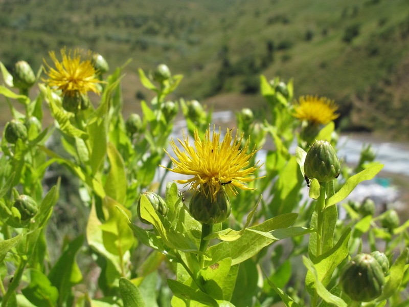 Centaurea polypodiifolia photo 7