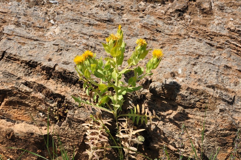 Centaurea polypodiifolia photo 8