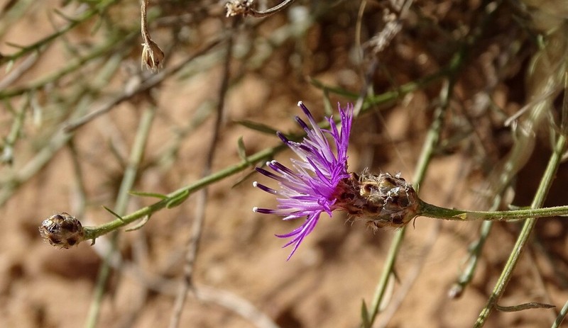 Centaurea pomeliana