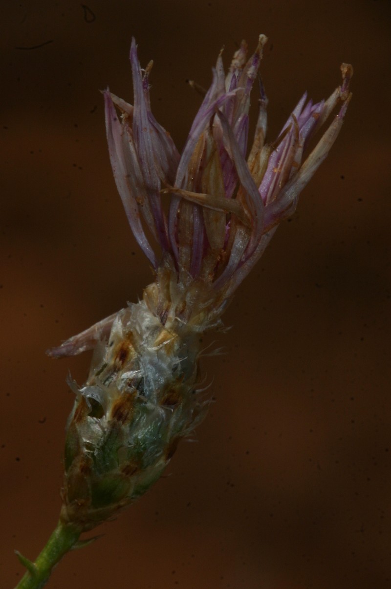 Centaurea pomeliana photo 3