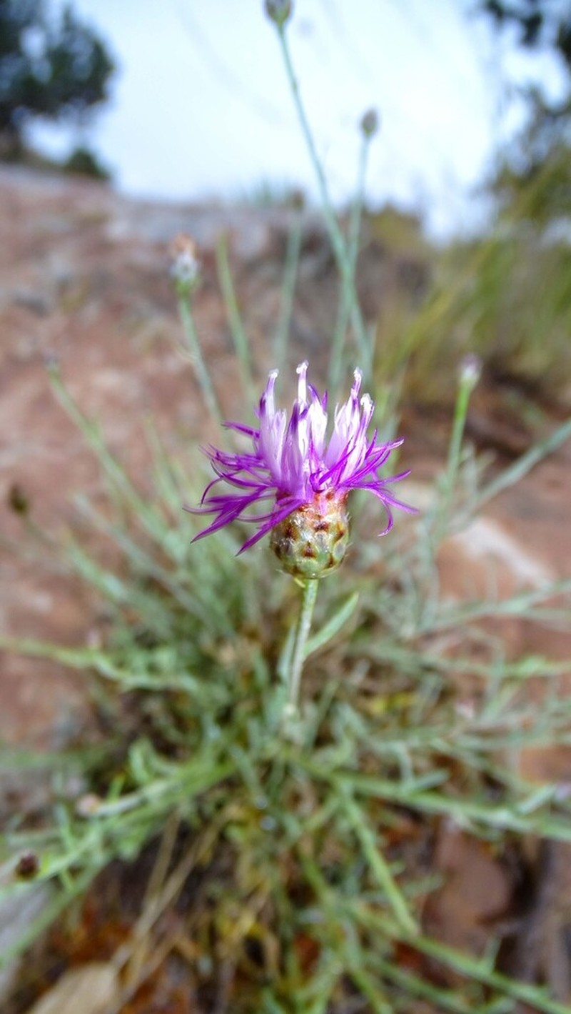 Centaurea pomeliana photo 5