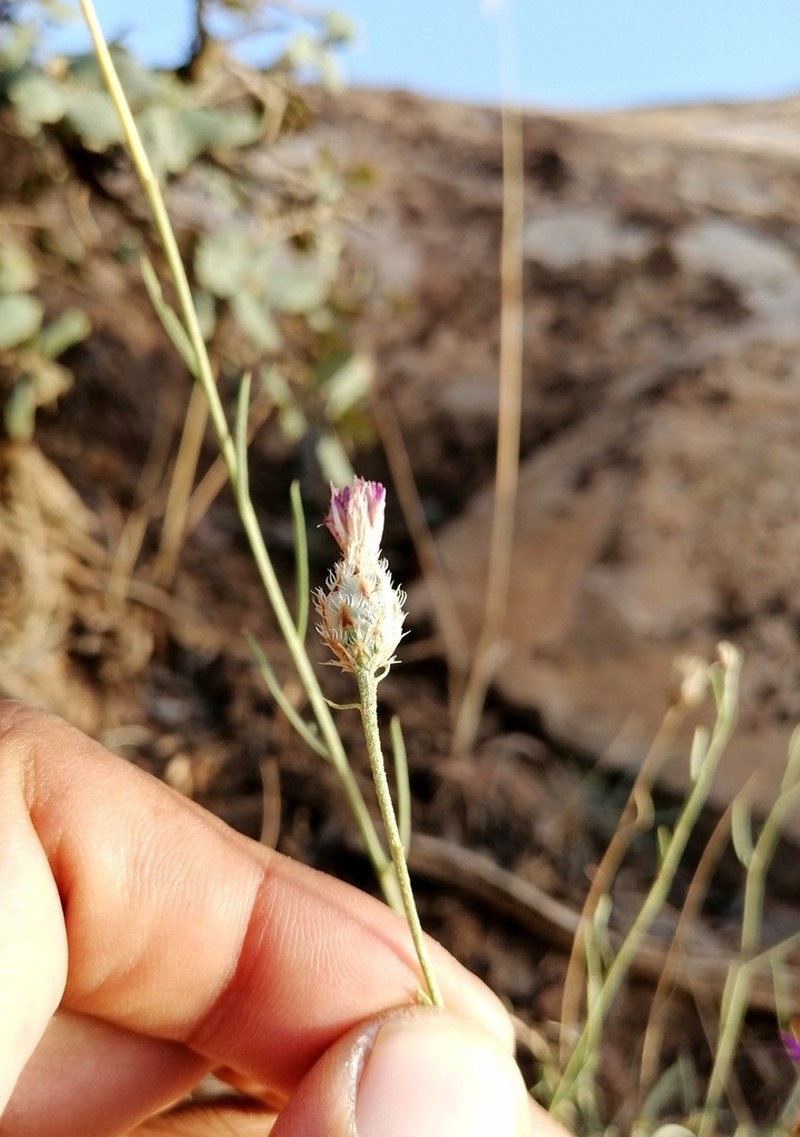 Centaurea pomeliana photo 6