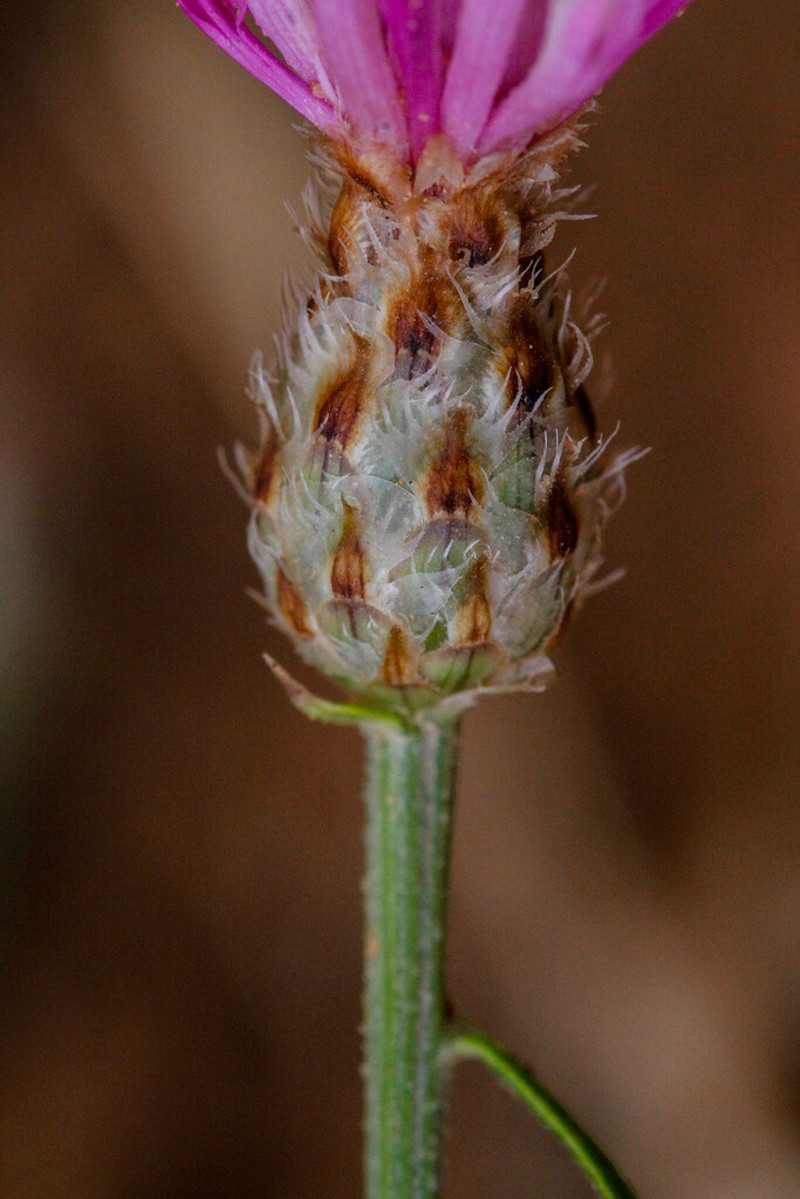 Centaurea pomeliana photo 7