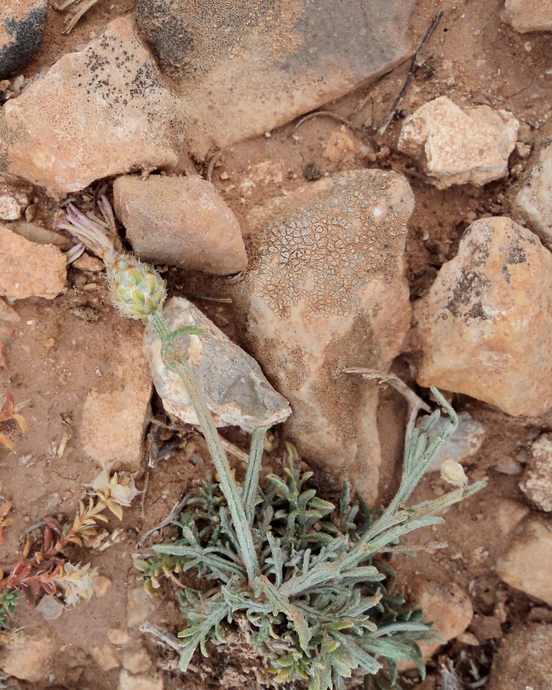Centaurea pomeliana photo 8
