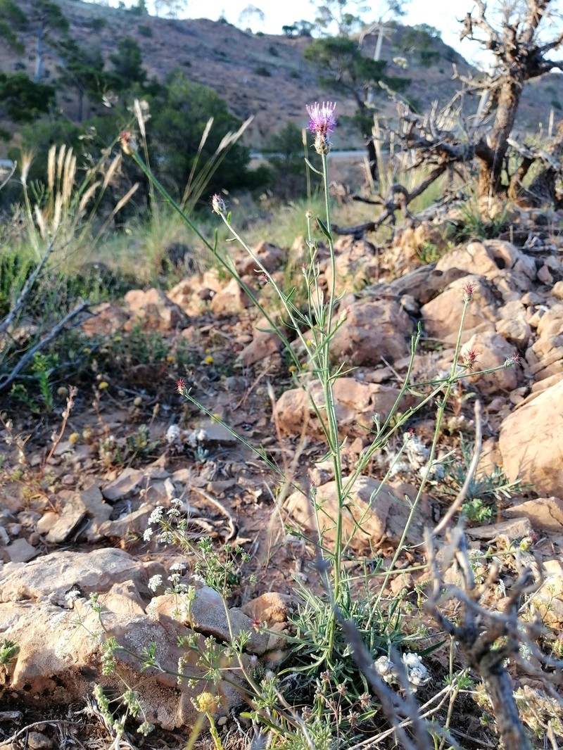 Centaurea pomeliana subsp. rouxiana