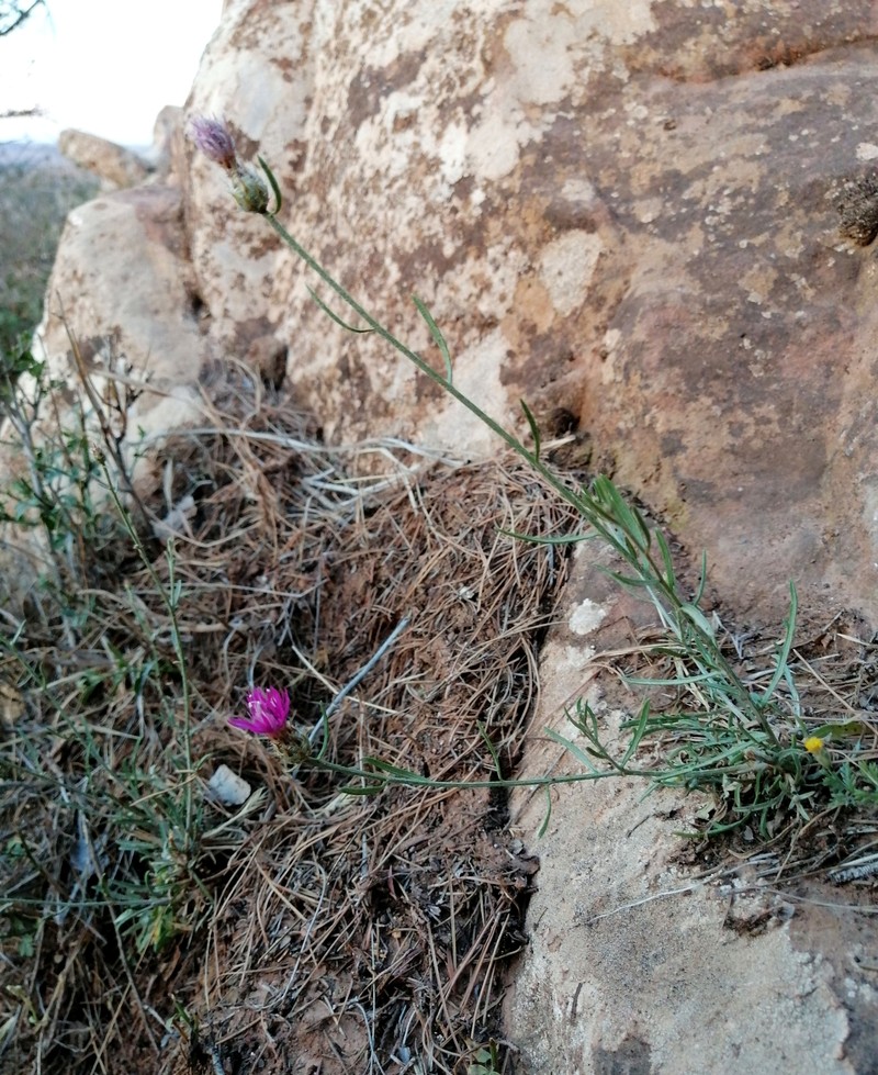Centaurea pomeliana subsp. rouxiana photo 3