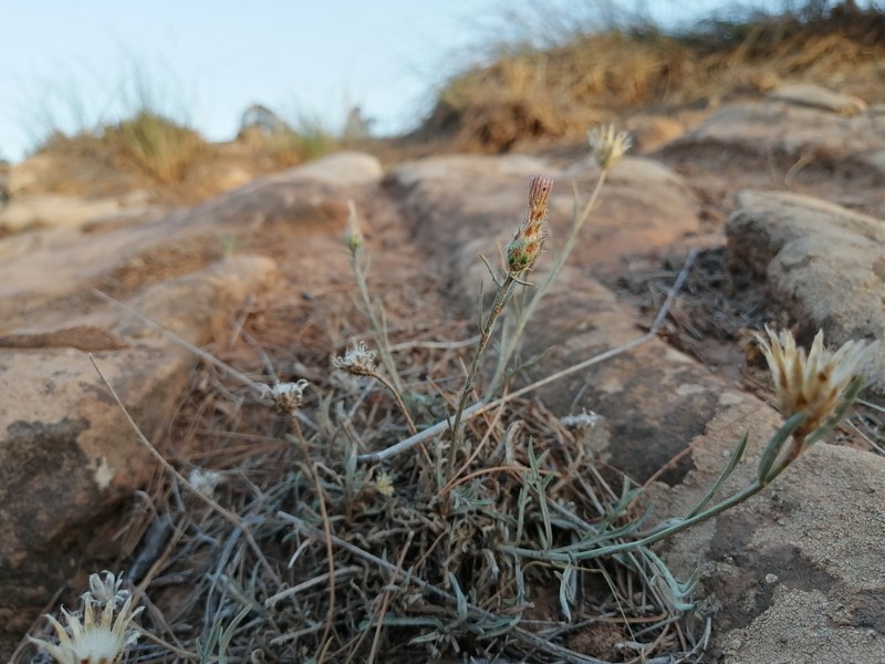 Centaurea pomeliana subsp. rouxiana photo 4