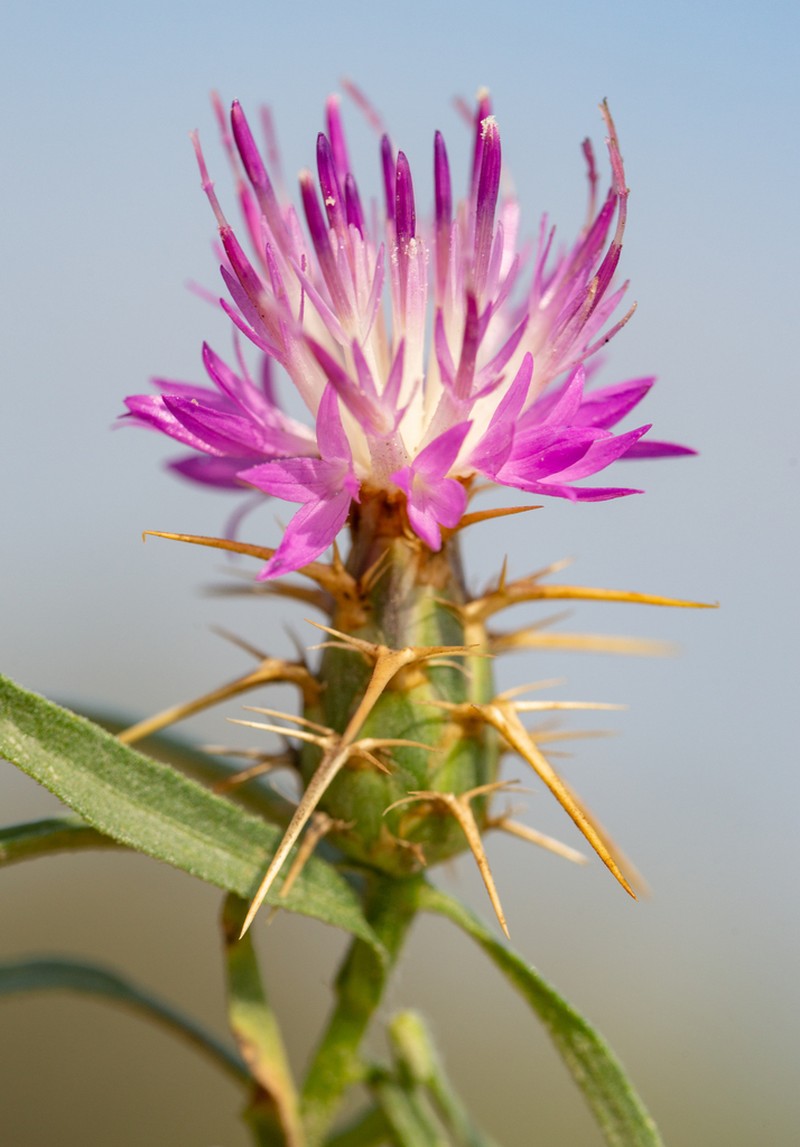Centaurea pontica