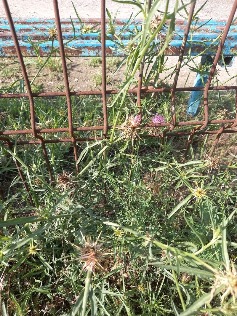 Centaurea pontica photo 2