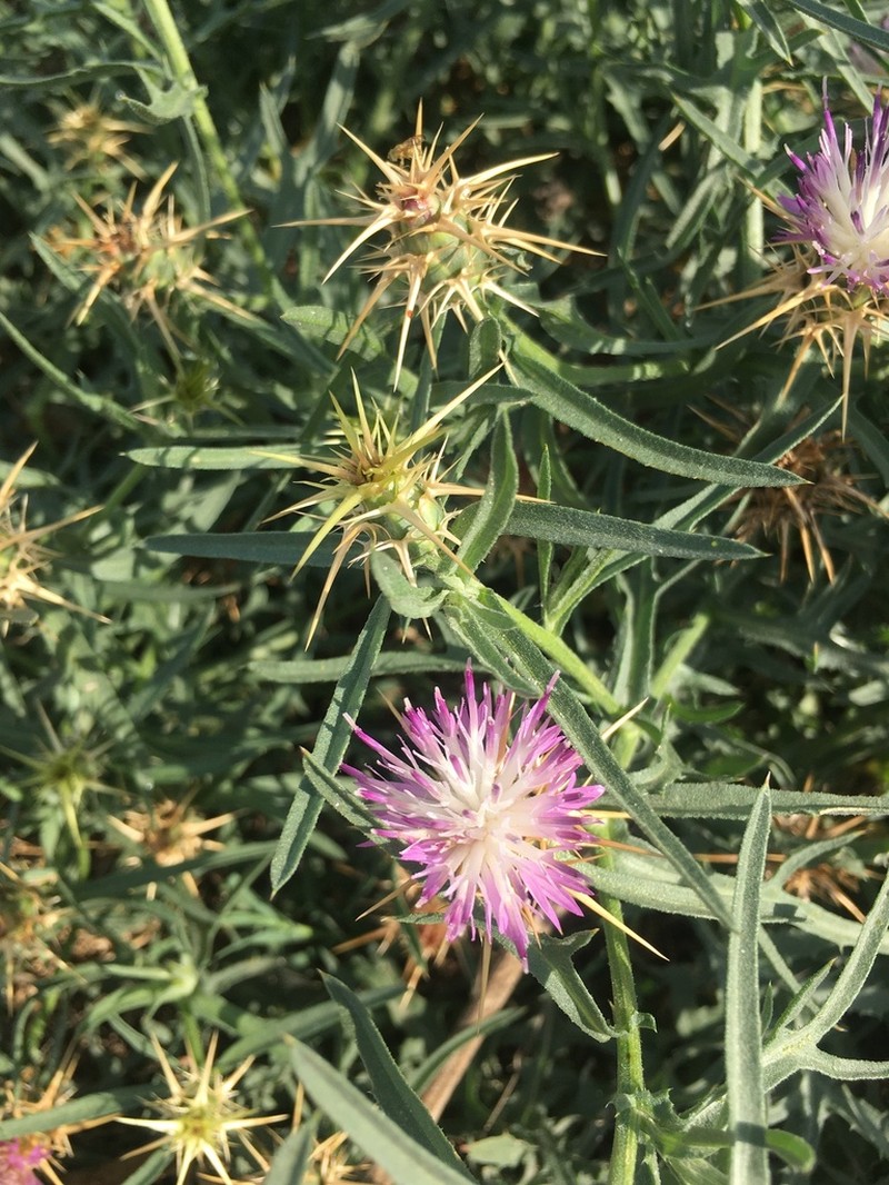 Centaurea pontica photo 3