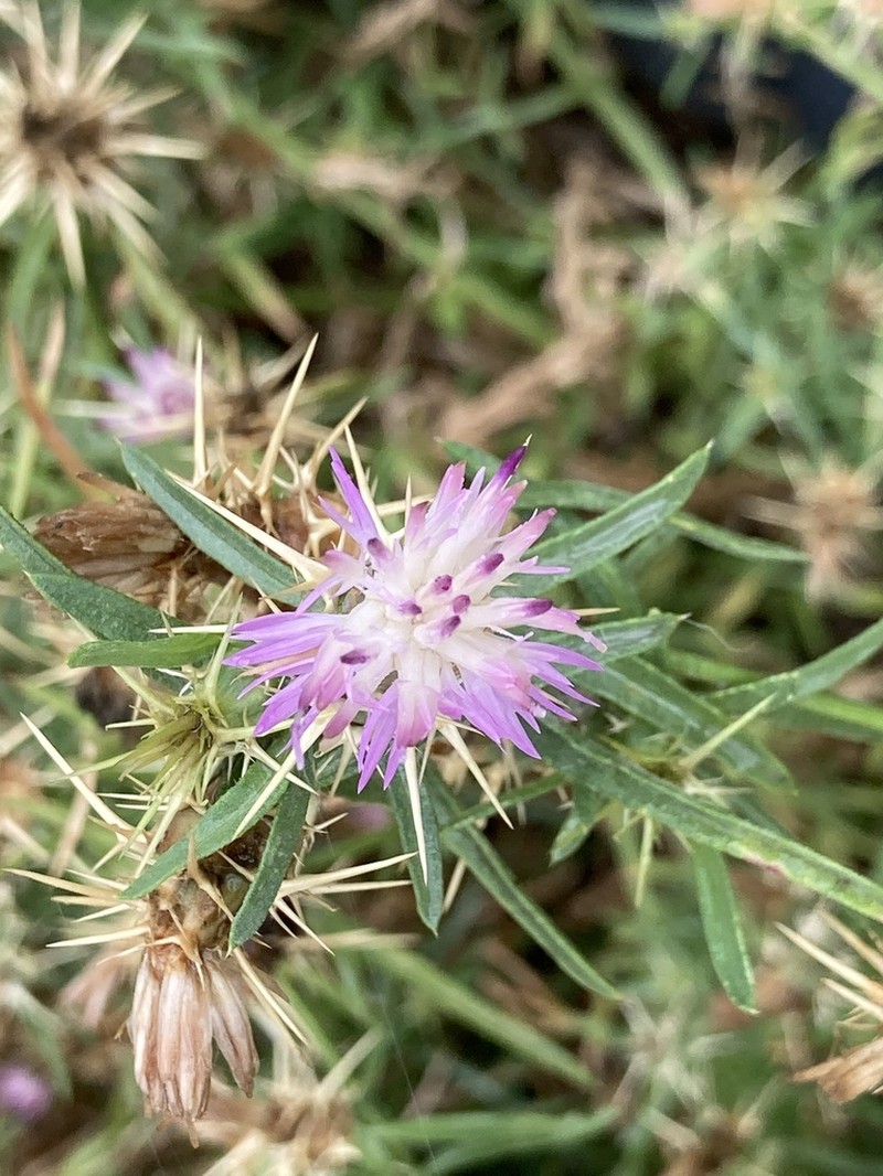 Centaurea pontica photo 4