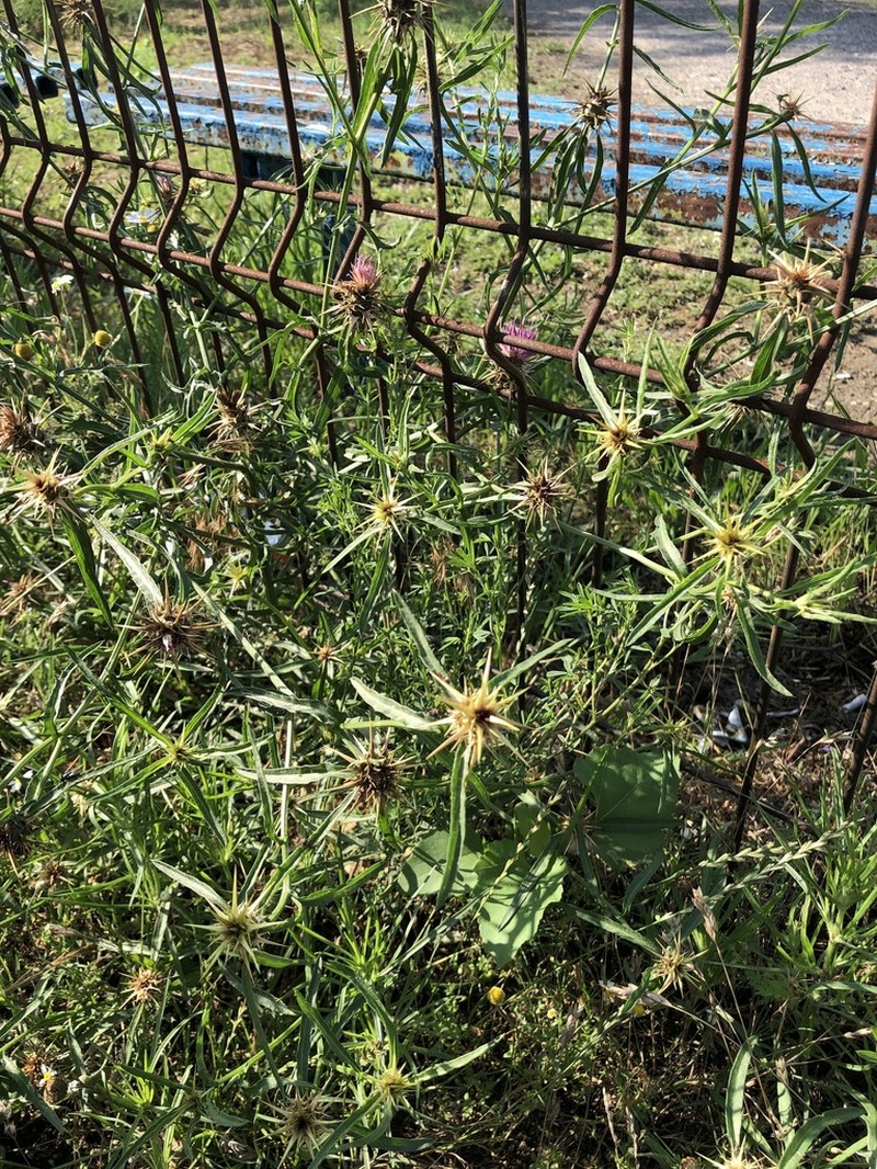 Centaurea pontica photo 5