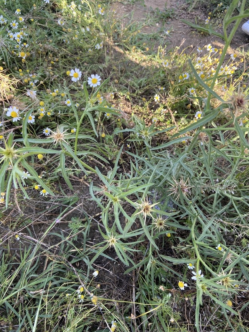 Centaurea pontica photo 6