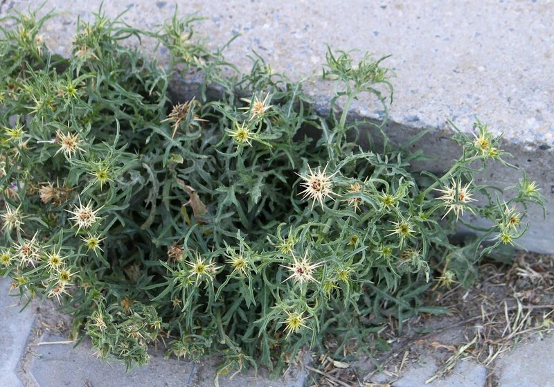 Centaurea pontica photo 7