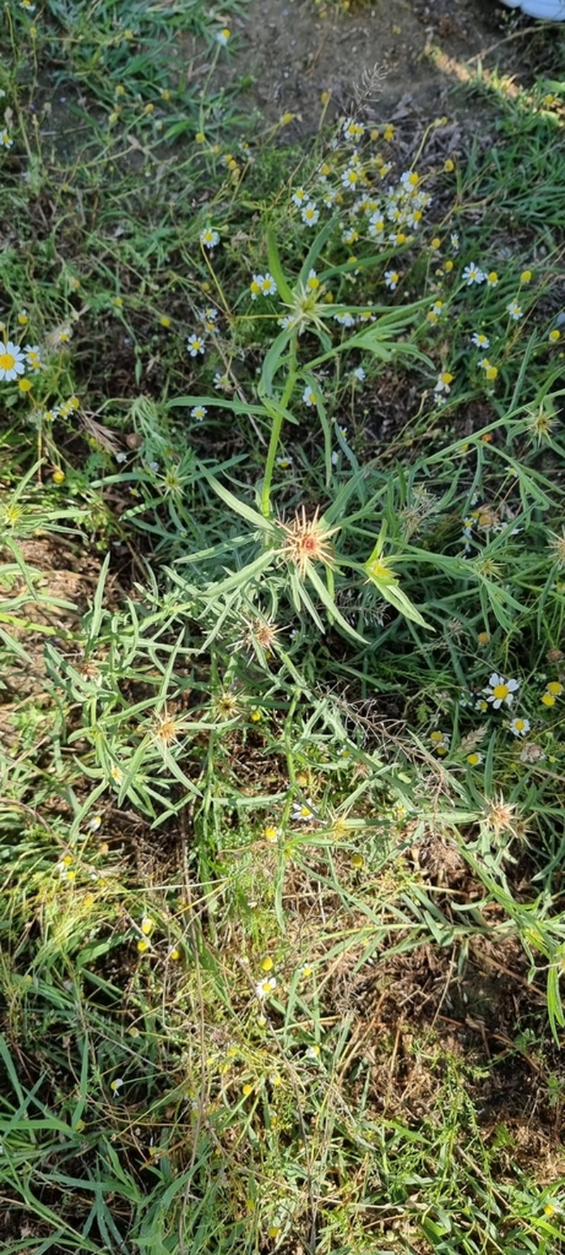 Centaurea pontica photo 8