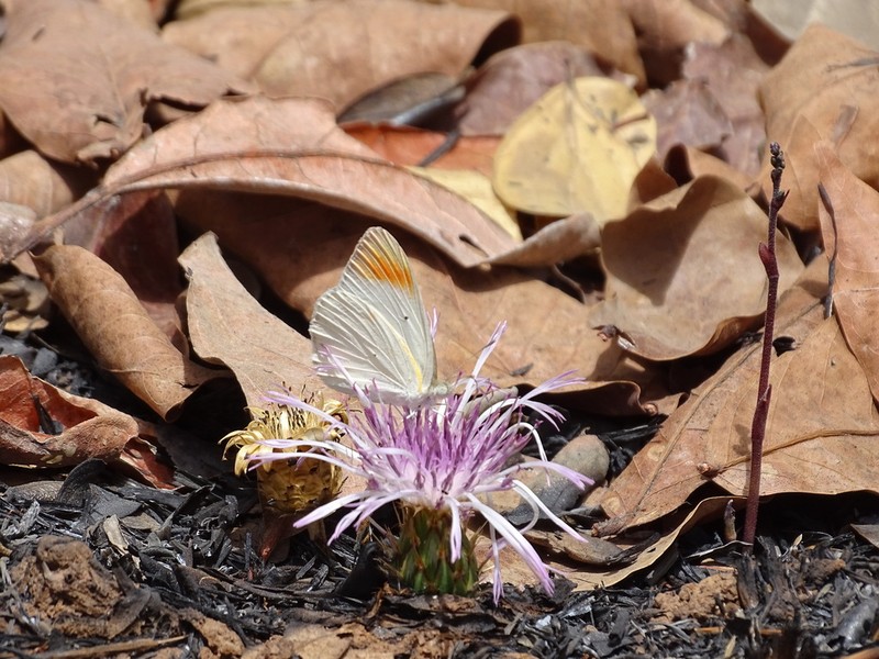 Centaurea praecox