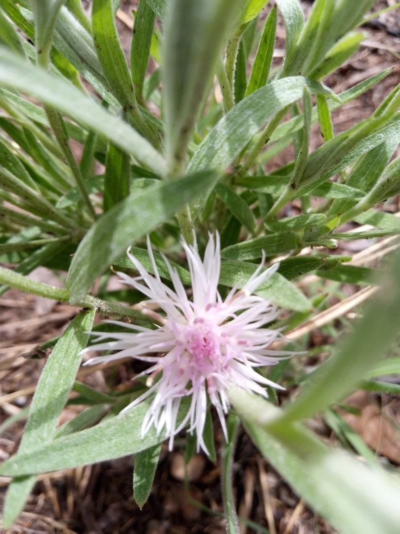 Centaurea praecox photo 2