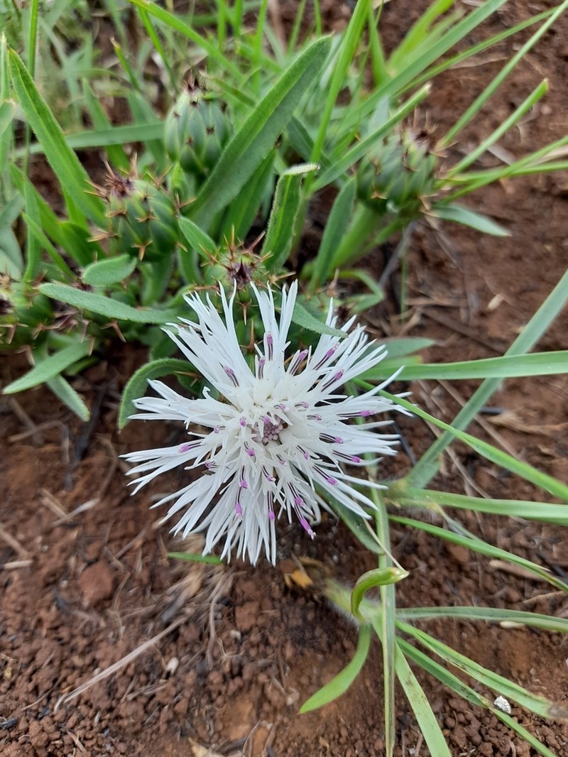 Centaurea praecox photo 3