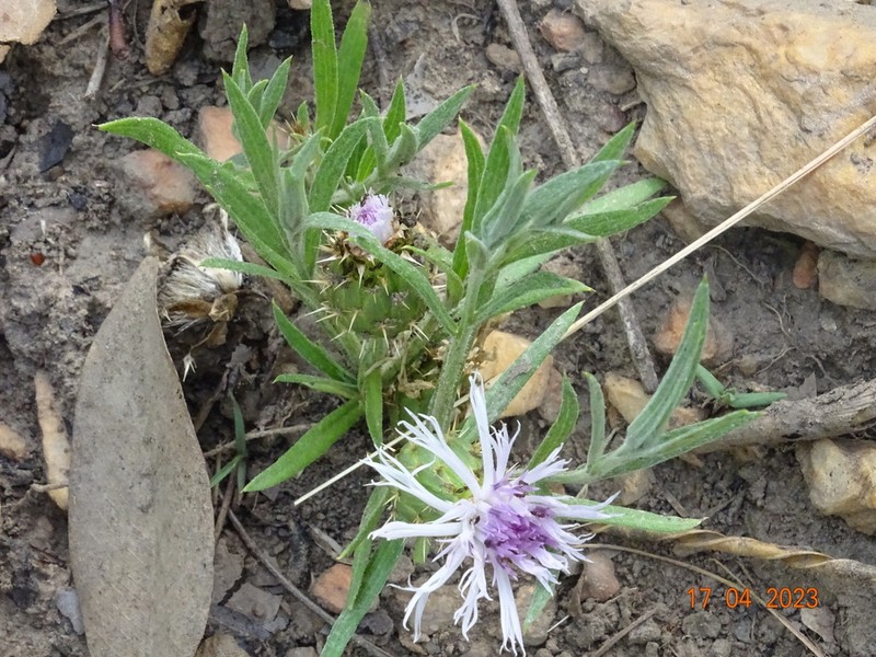 Centaurea praecox photo 4