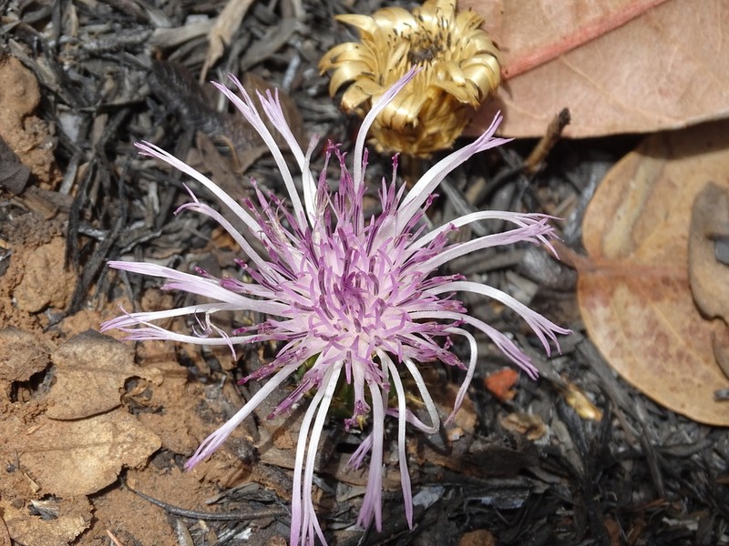 Centaurea praecox photo 5