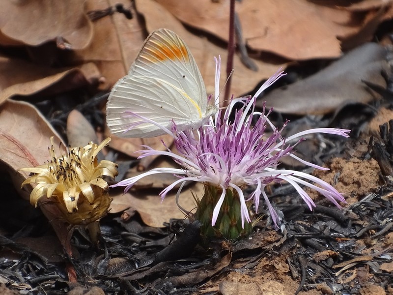 Centaurea praecox photo 6