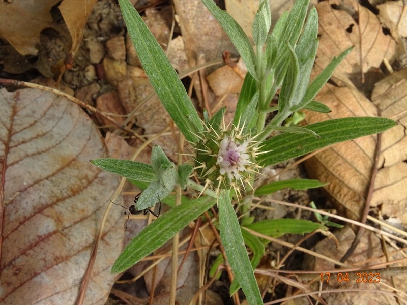 Centaurea praecox photo 7