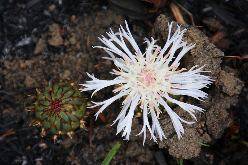Centaurea praecox photo 8