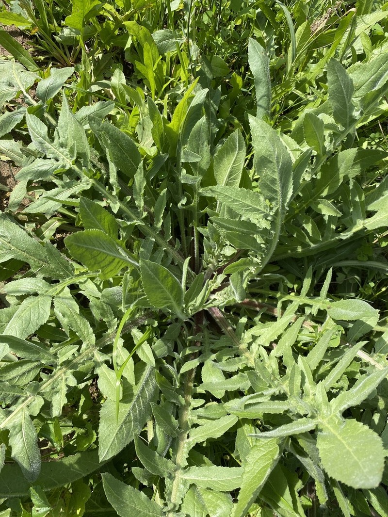 Centaurea procurrens