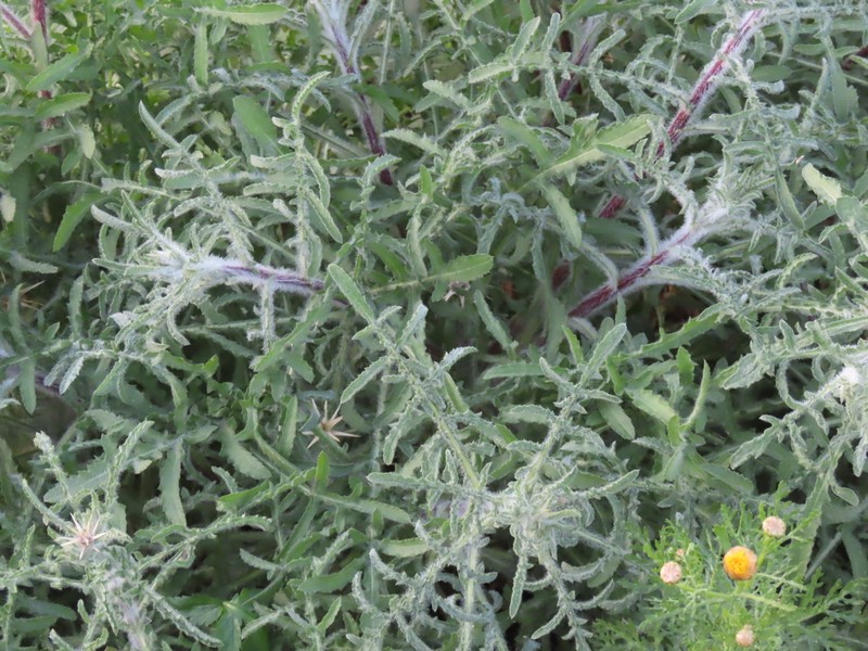 Centaurea procurrens photo 2